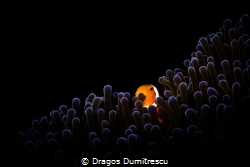 Clown Anemone fish., Canon g12, inon external strobe. by Dragos Dumitrescu 